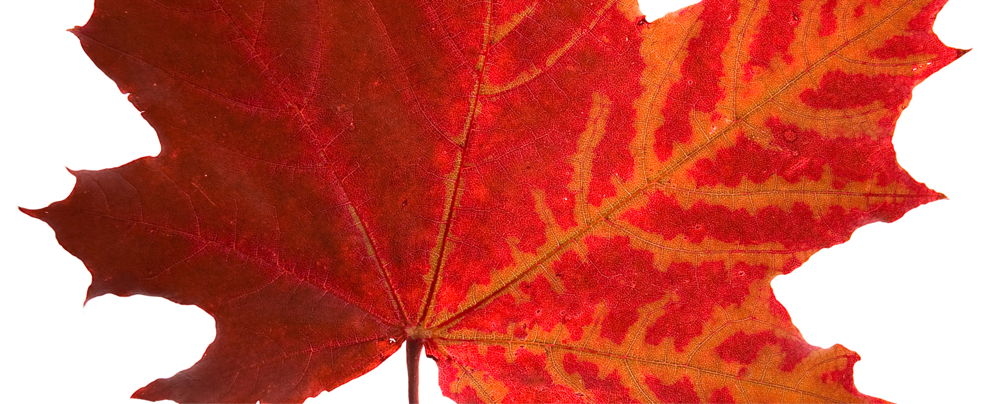 Take and Make: Year of Culture "Qatar – Canada 2026": Red Maple Leaf Macramé