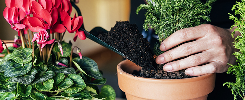 A Hands-On Workshop: How to Grow Plants