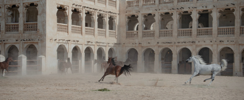 تاريخ الخيول في قطر: رحلة إلى الشقب