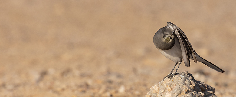 حياة الطيور في قطر